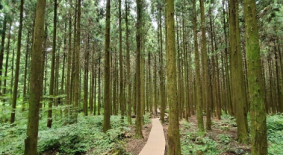 사려니숲길