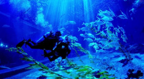 제주다이브 체험다이빙