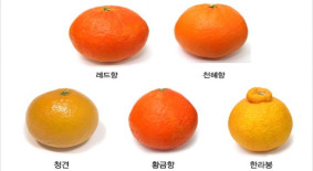 제주 귤의 종류