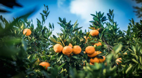 제주감귤의 역사